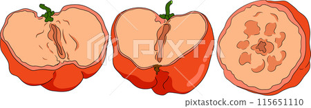 Hand drawn coloring red acerola berry, barbados cherry, Malpighia emarginata. 115651110