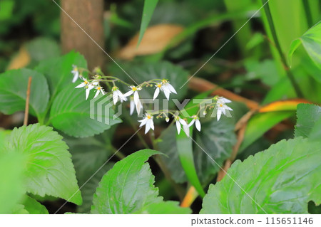 White snowflake (saxifrage) flowers White snowflake (saxifrage) flowers 115651146