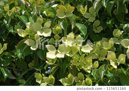 White hongkonensis flowers (summer, June) 115651160
