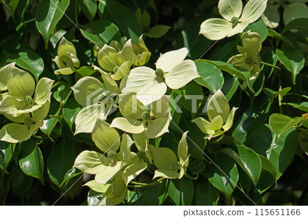 White hongkonensis flowers (summer, June) White hongkonensis flowers (summer, June) 115651166