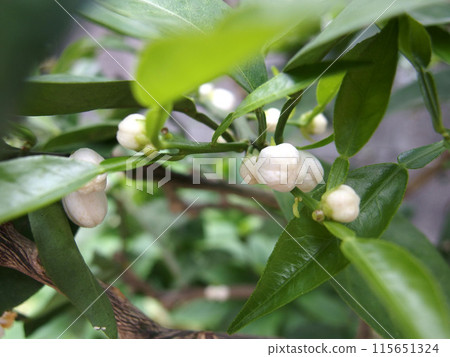 Sudachi 芽 Sudachi 春果樹 Sudachi 芽 Sudachi 春果樹 115651324
