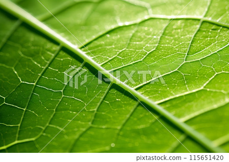 Detailed close-up of a green leaf showing intricate vein patterns. Perfect for nature, eco-friendly, and botanical projects. 115651420