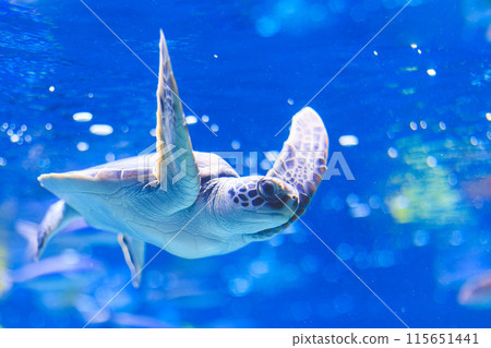 Sea turtle swimming underwater Sea turtle swimming underwater 115651441