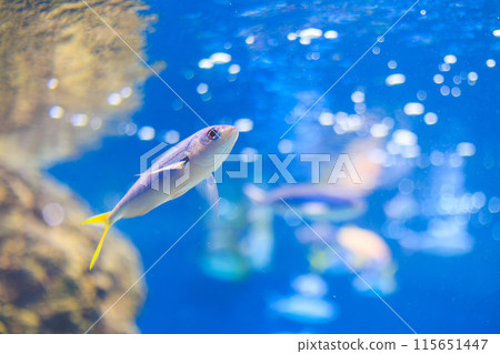 梅羅莫多在水族館裡游泳 梅羅莫多在水族館裡游泳 115651447