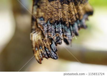 蝴蝶翼尖的特寫 115651724