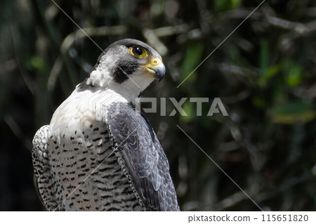 眼睛銳利的成年遊隼 115651820