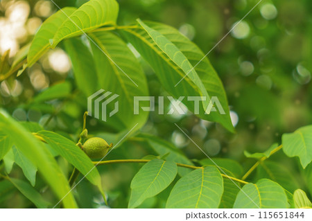 Young walnut fruits in the process of ripening under the crown of a tree, taken on a sunny summer day. The atmosphere of fertility, the future harvest in agriculture. Young walnut fruits in the process of ripening under the crown of a tree, taken on a sunny summer day. The atmosphere of fertility, the future harvest in agriculture. 115651844