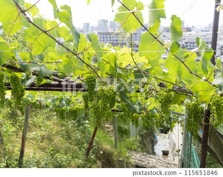 大阪府柏原市片下釀酒廠葡萄綠樹成蔭的街道 115651846