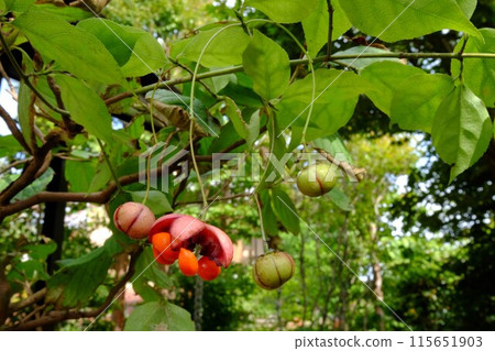 Fruit of the Japanese quince [Tsukui, Sagamihara City, October] 115651903