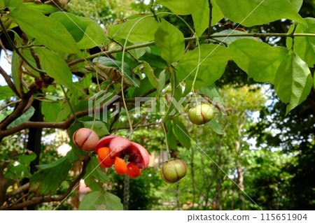 樹蕉[相模原市築井市、10月] 115651904