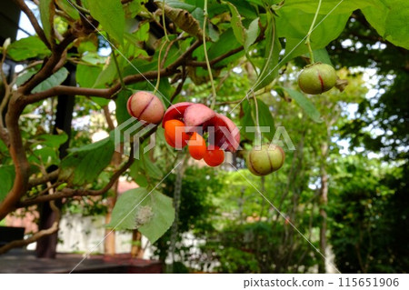 Fruit of the Japanese quince [Tsukui, Sagamihara City, October] 115651906