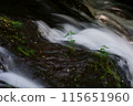 Landscape of a mountain stream with a waterfall - Taruki Falls 115651960