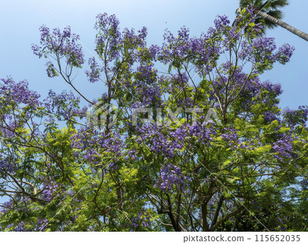 Jacaranda flowers against the blue sky 115652035