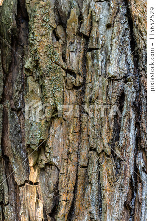 Old Wood Tree Texture Background Pattern Old Wood Tree Texture Background Pattern 115652529
