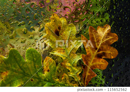 abstract background fall, glass drops autumn yellow leaves wet october weather 115652562