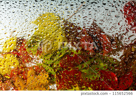 abstract background fall, glass drops autumn yellow leaves wet october weather 115652566