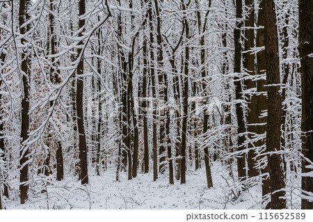 Temperate, deciduous forest with snow covered hornbeam Carpinus betulus trees Temperate, deciduous forest with snow covered hornbeam Carpinus betulus trees 115652589