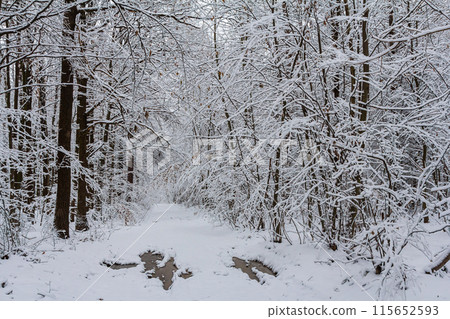 Temperate, deciduous forest with snow covered hornbeam Carpinus betulus trees 115652593