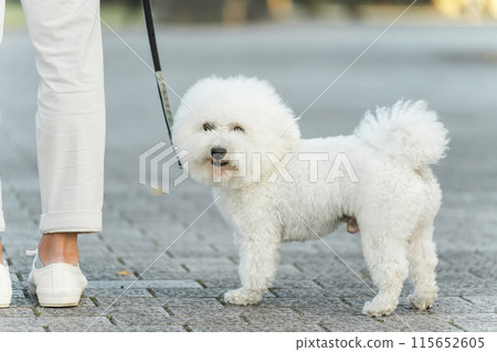 Owner and Bichon Frize walking the dog 115652605