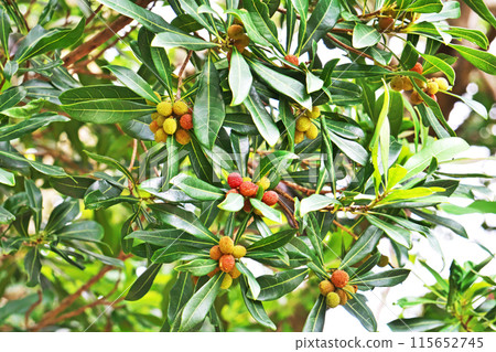 楊梅果開始變色（夏季，六月） 115652745