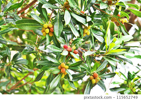 楊梅果開始變色（夏季，六月） 115652749