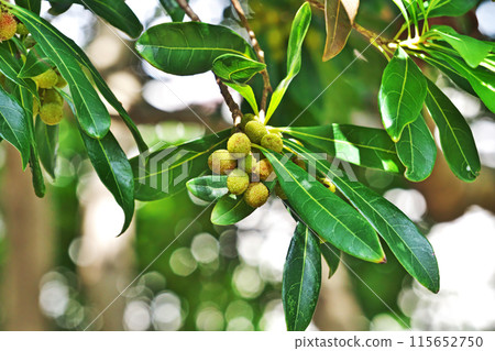 Bayberry fruit beginning to turn color (Summer, June) 115652750