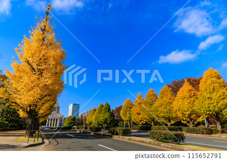 Tokyo Chiyoda Ward Nagatacho Autumn leaves around the National Diet Building 115652791