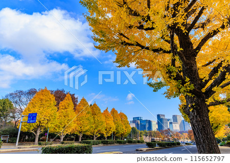 Tokyo Chiyoda Ward Nagatacho Autumn leaves around the National Diet Building Tokyo Chiyoda Ward Nagatacho Autumn leaves around the National Diet Building 115652797