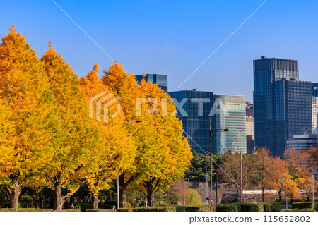 Tokyo Chiyoda Ward Nagatacho Autumn leaves around the National Diet Building Tokyo Chiyoda Ward Nagatacho Autumn leaves around the National Diet Building 115652802