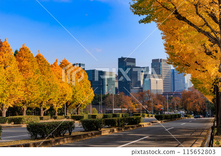 東京千代田區永田町國會議事堂周圍的秋葉 東京千代田區永田町國會議事堂周圍的秋葉 115652803