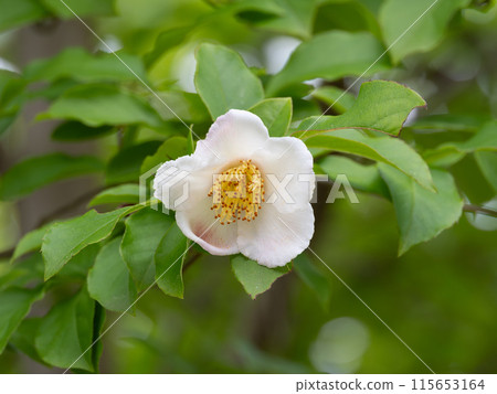 Gentle color of Chinese camellia 115653164