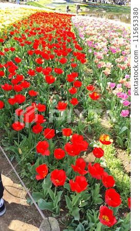 盛開在春天花壇的紅色鬱金香花 115653380