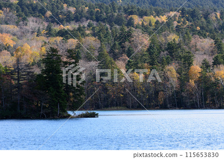 Autumn leaves at Onneto 115653830