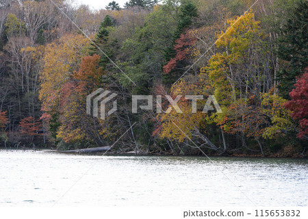 奧內託的秋葉 115653832