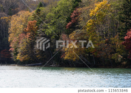 奧內託的秋葉 115653846