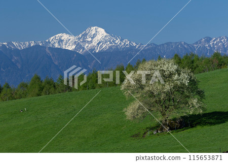 A view of the blooming wild pears (Aonashi) at the Prefectural Yatsugatake Ranch and the remaining snow on Mt. Kitadake in the distance A view of the blooming wild pears (Aonashi) at the Prefectural Yatsugatake Ranch and the remaining snow on Mt. Kitadake in the distance 115653871
