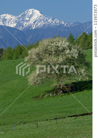 八岳縣立農場北嶽山的山梨（青梨）花開殘雪的遠景 115653873