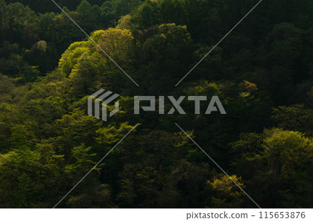 Early summer: Afterglow of fresh greenery in the valley Early summer: Afterglow of fresh greenery in the valley 115653876