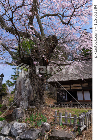 高森觀音堂的垂枝櫻花盛開 高森觀音堂的垂枝櫻花盛開 115653894