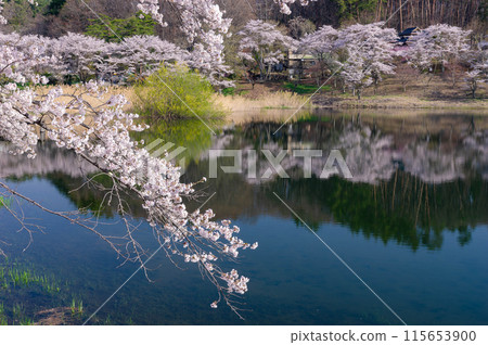 Somei-Yoshino cherry blossoms in full bloom decorate the shores of Lake Midori, reflecting the blue sky. Somei-Yoshino cherry blossoms in full bloom decorate the shores of Lake Midori, reflecting the blue sky. 115653900