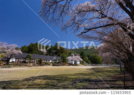 Somei-yoshino cherry blossoms in full bloom decorate the "Sandai School Building Community Village" Somei-yoshino cherry blossoms in full bloom decorate the "Sandai School Building Community Village" 115653903