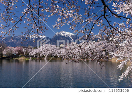 牛池的染井吉野櫻花樹點綴著池塘,背景是仍被白雪覆蓋的甲駒岳。 牛池的染井吉野櫻花樹點綴著池塘,背景是仍被白雪覆蓋的甲駒岳。 115653906