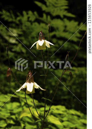 Mountain columbine flower Mountain columbine flower 115653926