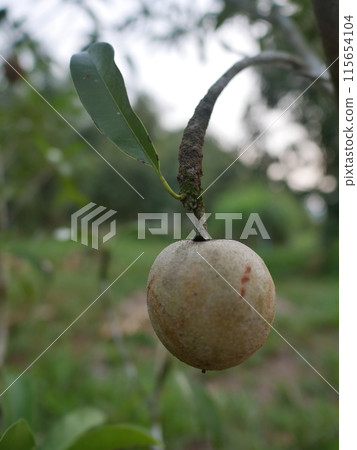 Sapodilla fruit on tree in the garden, Thailand Sapodilla fruit on tree in the garden, Thailand 115654104