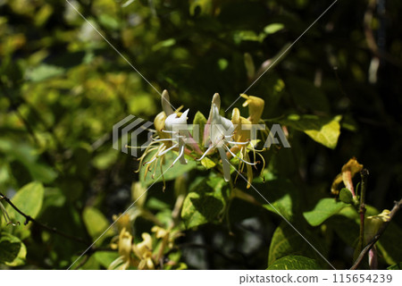 Honeysuckle 115654239