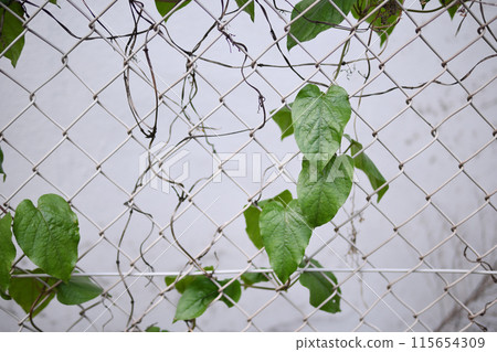藤蔓纏繞在鐵絲網圍籬中 115654309