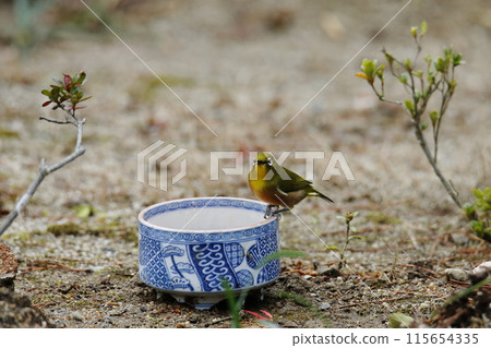 Birds that came to the garden: Japanese white-eyes, Birds that came to the garden: Japanese white-eyes, 115654335