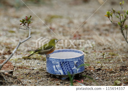 Birds that came to the garden: Japanese white-eyes, Birds that came to the garden: Japanese white-eyes, 115654337
