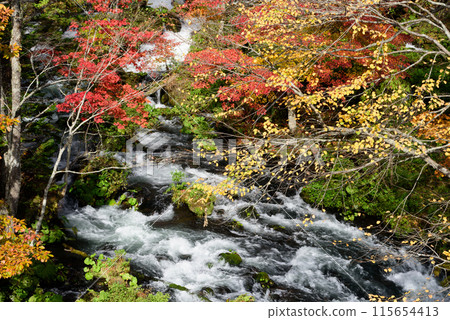 Autumn leaves of Takimi Bridge 115654413