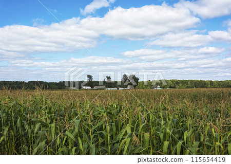 Wooden rural house amongst the trees in Sunny weather 115654419